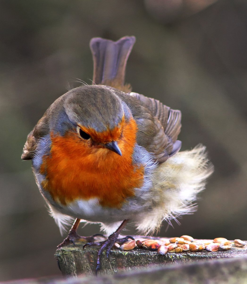 Зарянка горихвостка