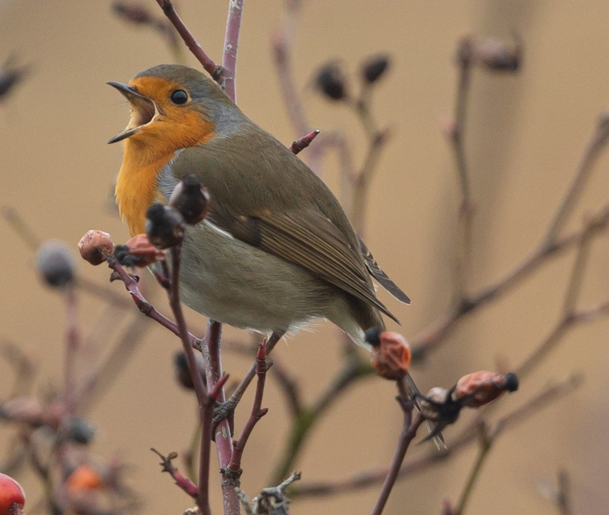 Птица Роббинс