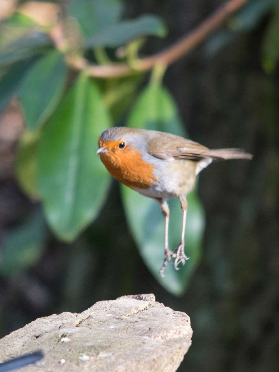 Красивые птички