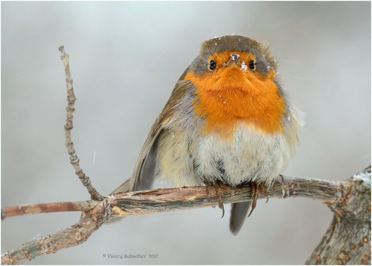 Маленькая птичка с желтой грудкой