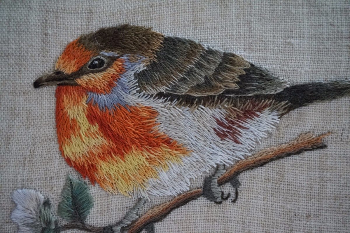 Птичка Робин Малиновка