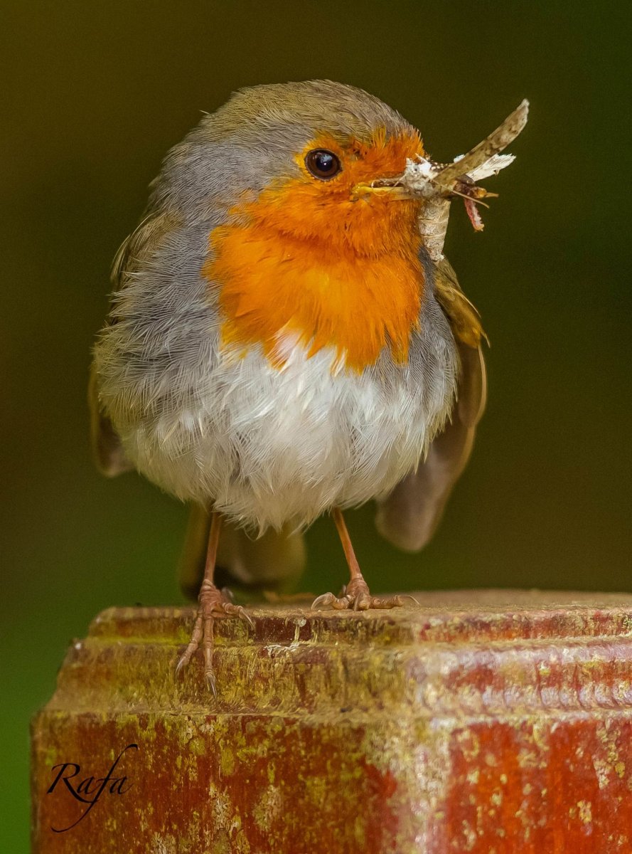 Птица Робин Малиновка