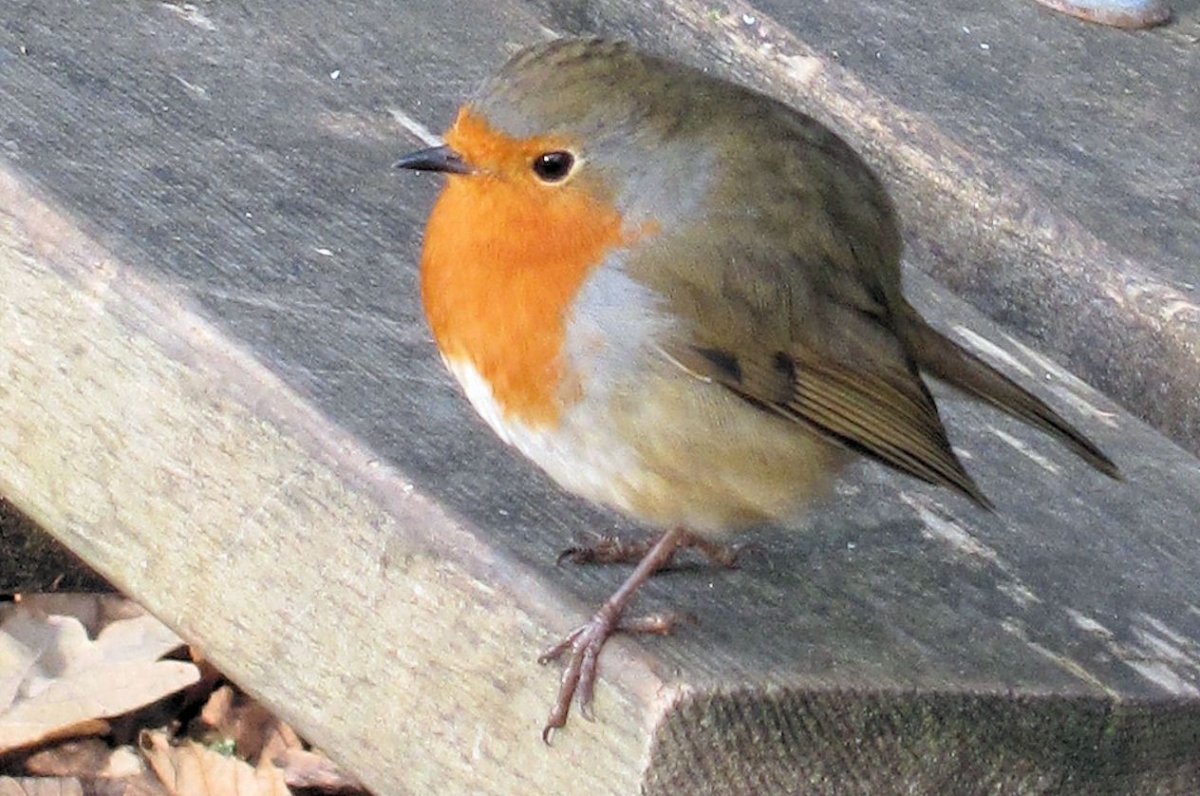 Порода птиц Робин