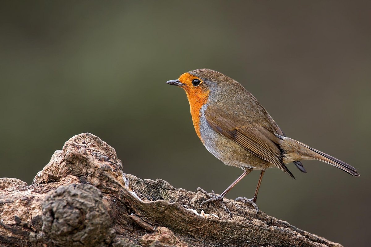 Птица на ветке