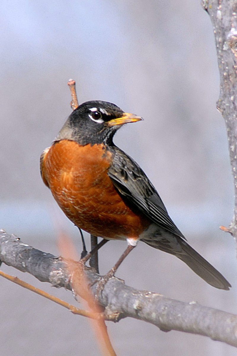 Малиновогрудая петроика