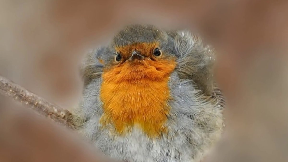 Малиноаогоудая петроика