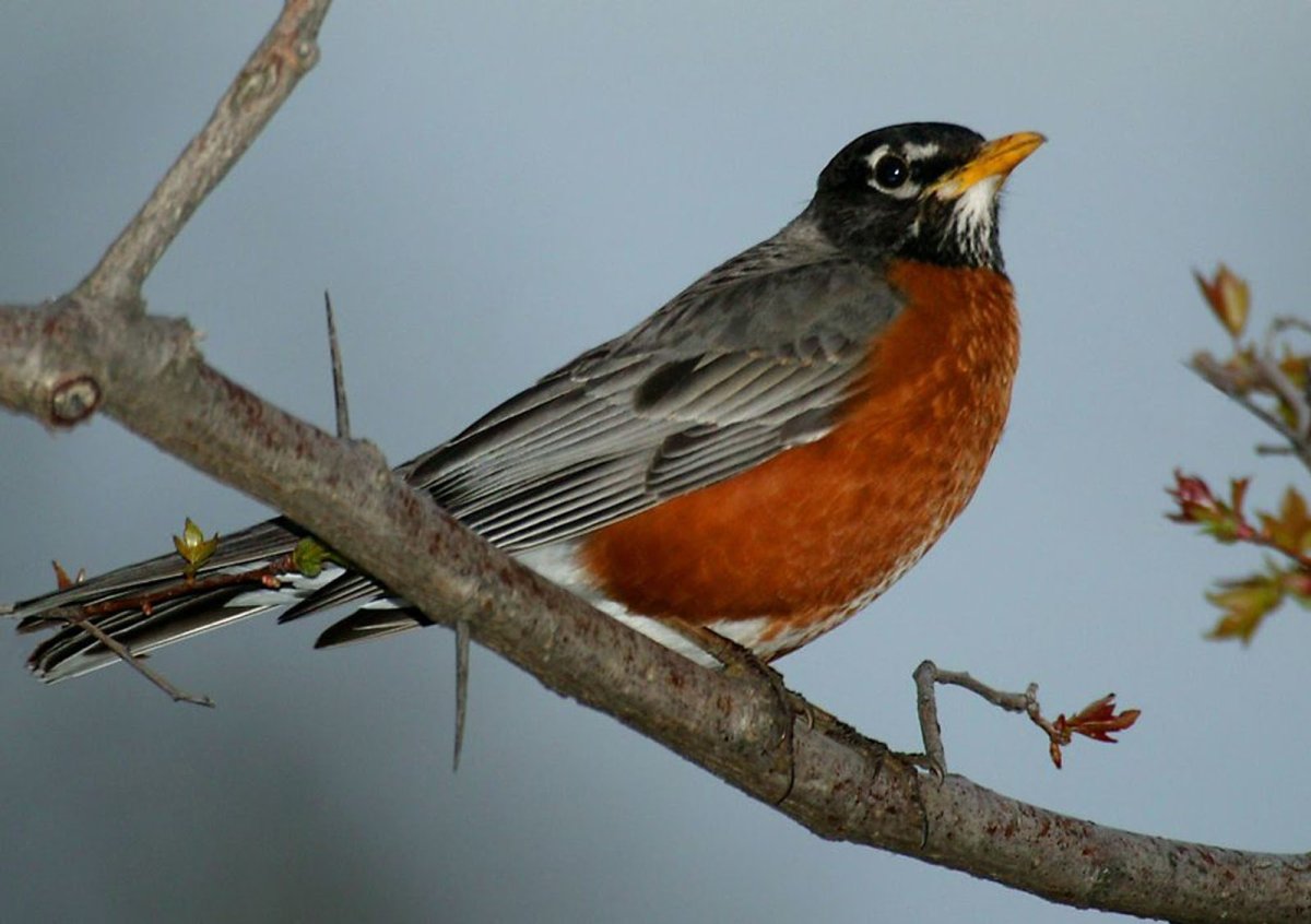 Petroica rodinogaster