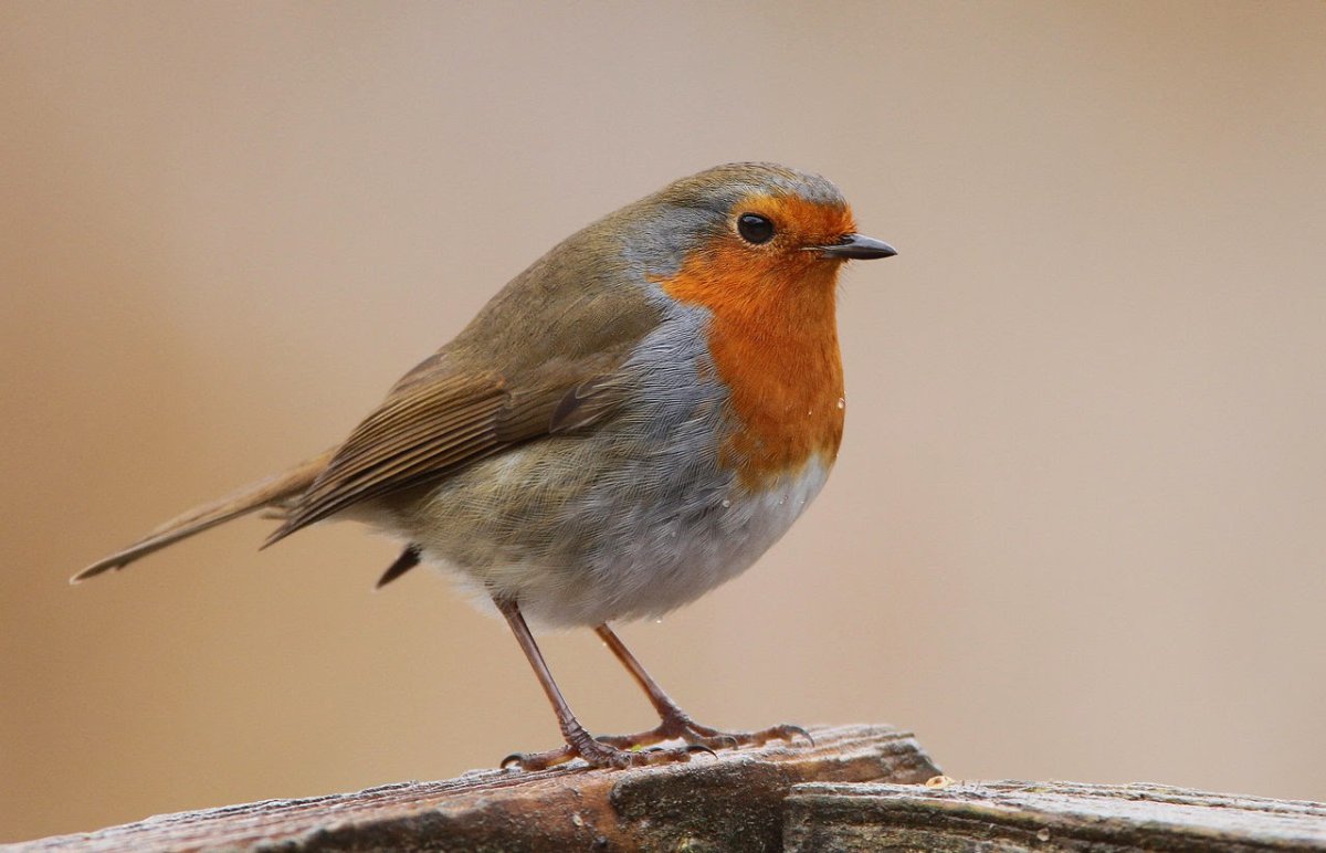 Необычные птицы иллюстрации