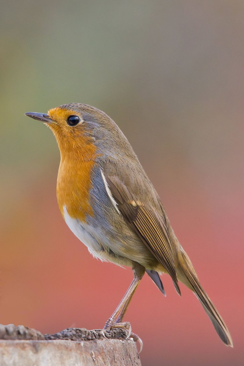 Необычные птицы Зарянка