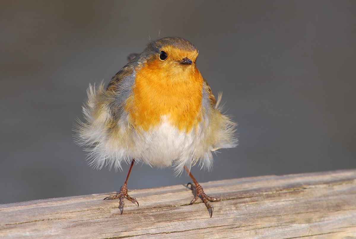 Робин Малиновка