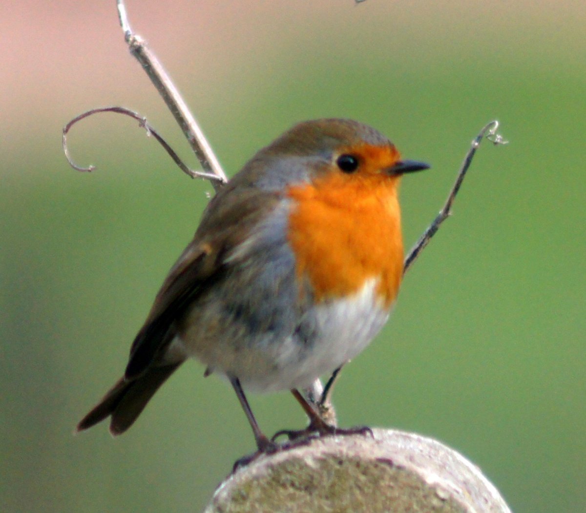 Зарянка Робин