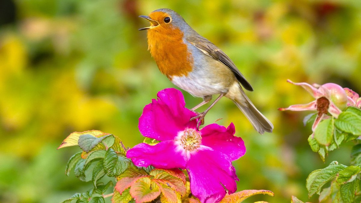 Виды птиц Робин