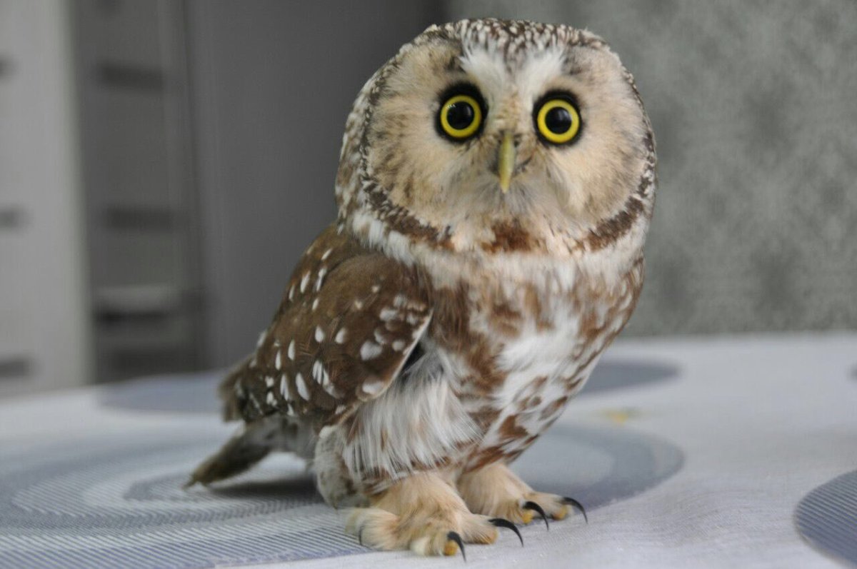 Карликовый Сыч