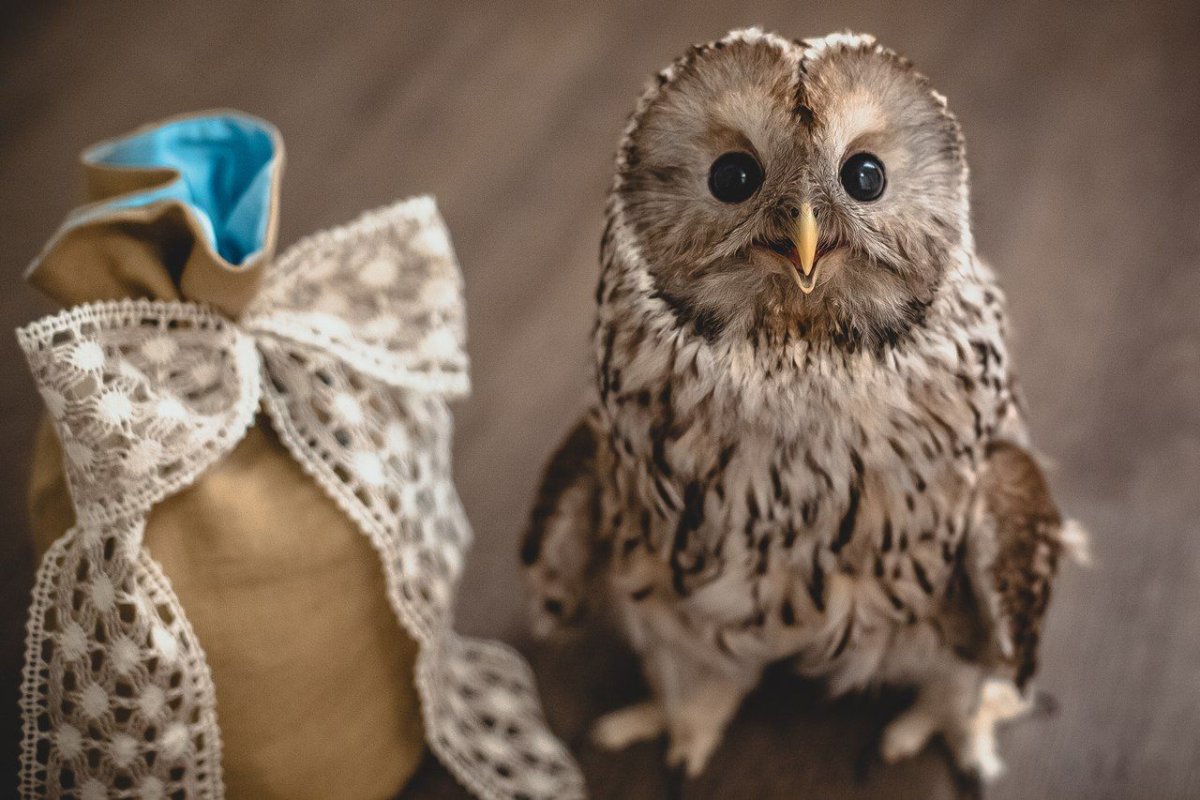 Сыч Сова Рона