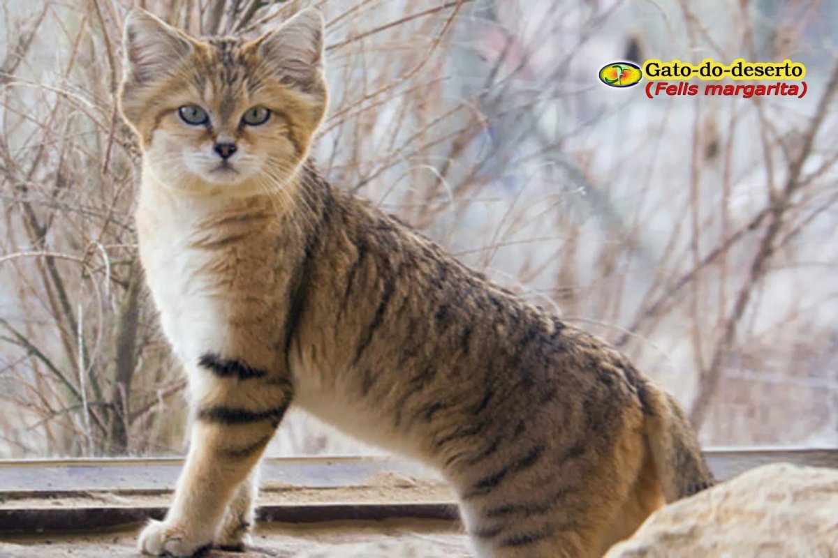 Кошка потрясающая