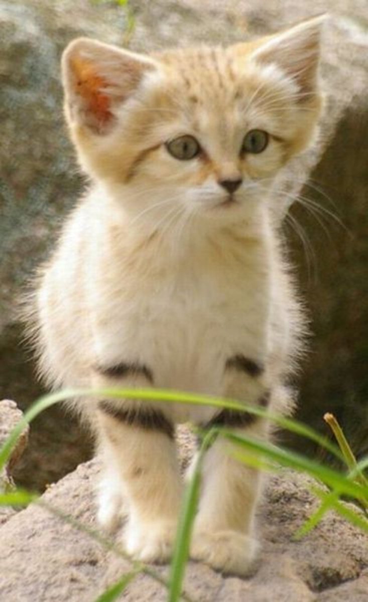 Бархатный кот