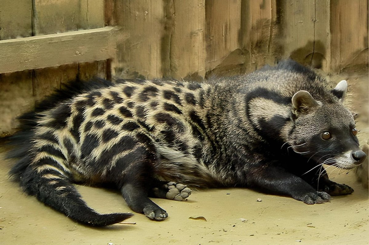 Африканская Циветта