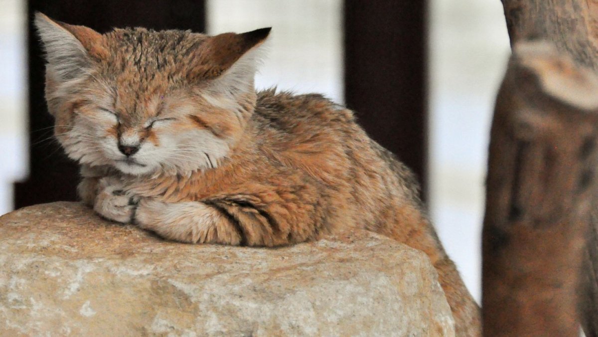 Барханный кот