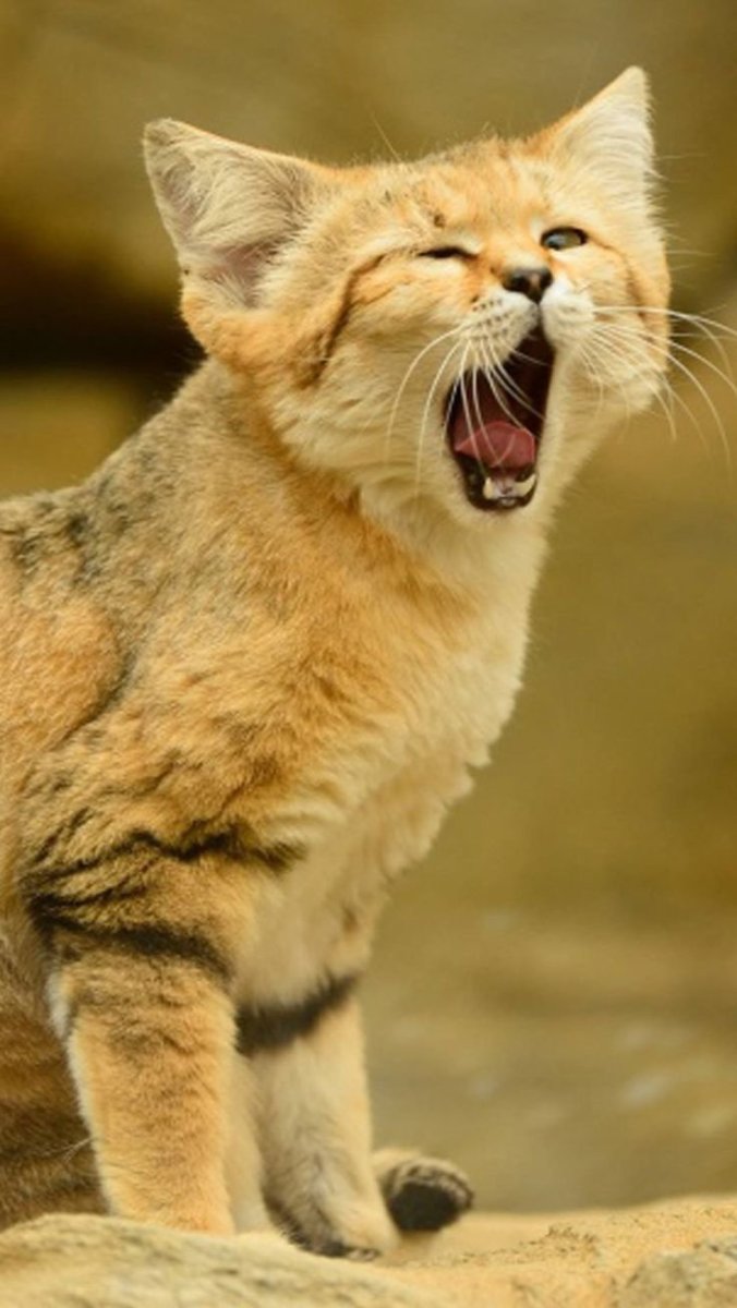 Барханная кошка