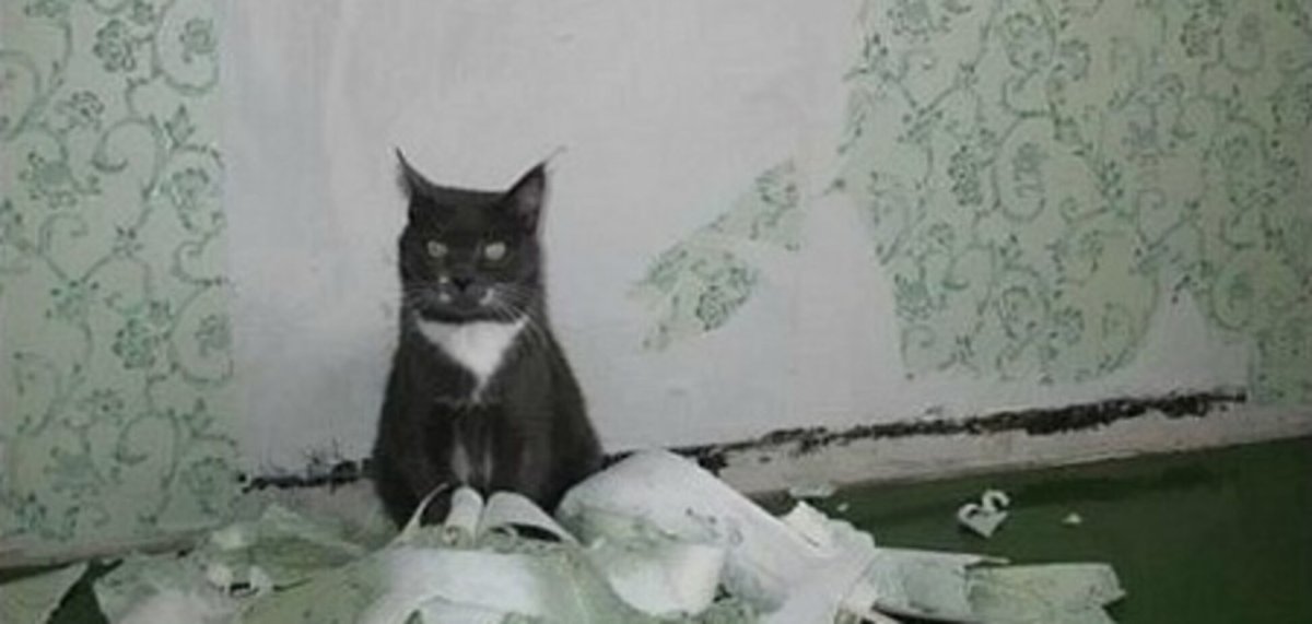 Фото кот ободрал обои