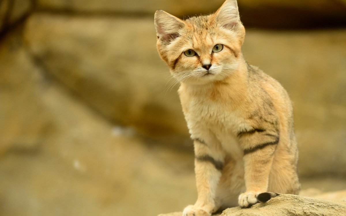 Песчаная барханная кошка