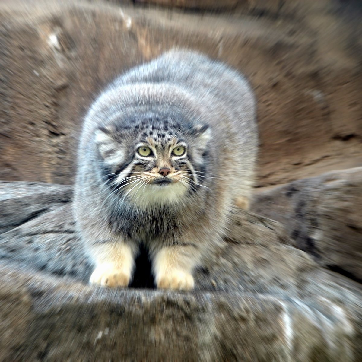 Манул мяукает