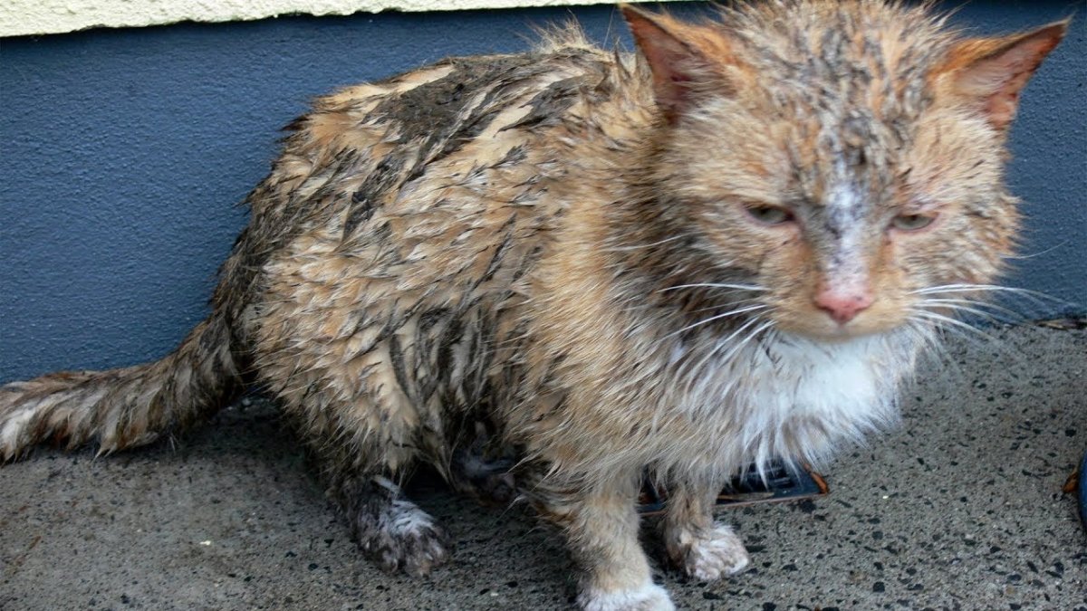 Кошки в компьютерной графике