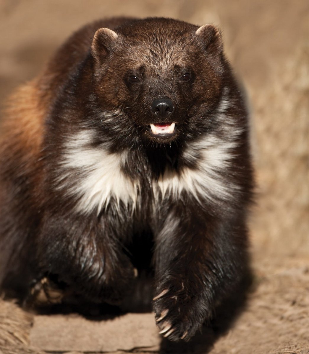 Песчаная кошка с котятами