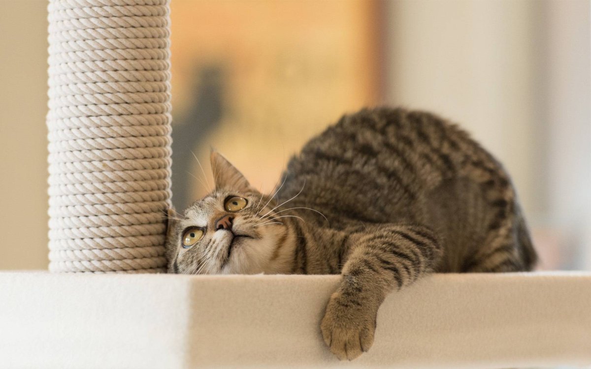 Кошка дерет мебель