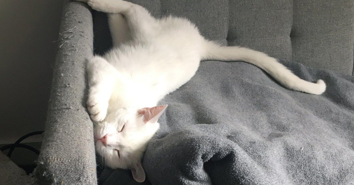 Кот дерет диван