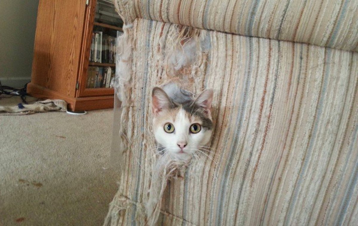 Кот под диваном