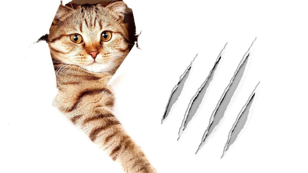 Кот царапает обои