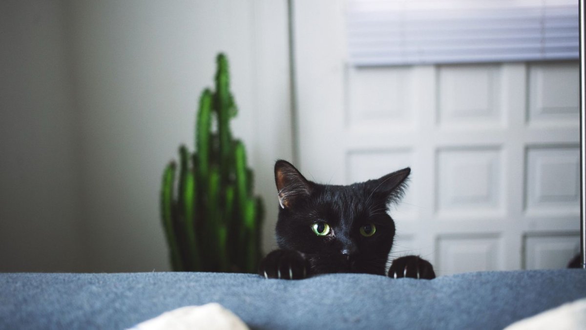 Котенок на подоконнике