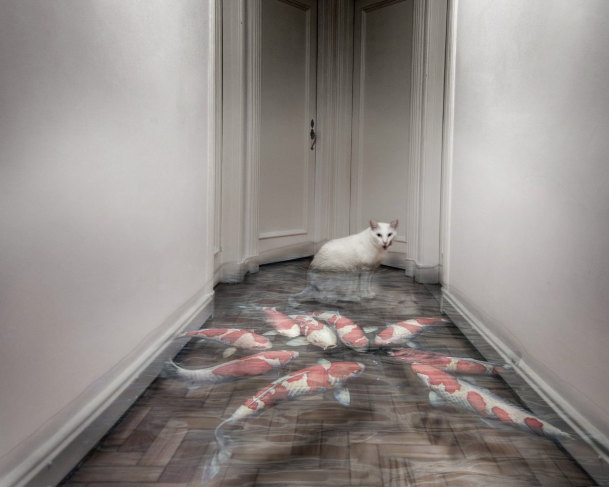 Коридор с котиками