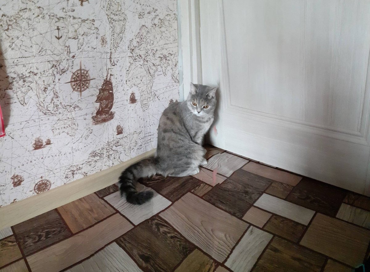 Кот ободрал обои