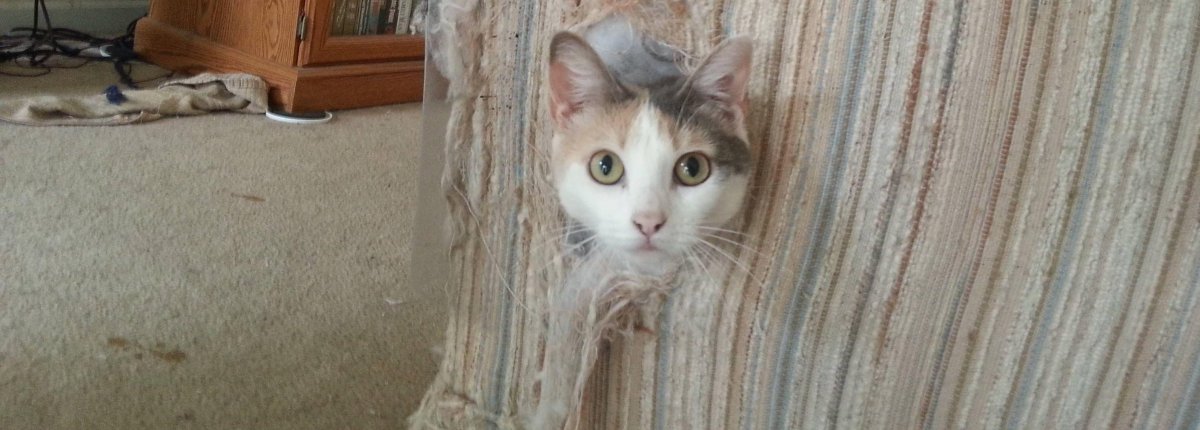 Кошка порвала обои
