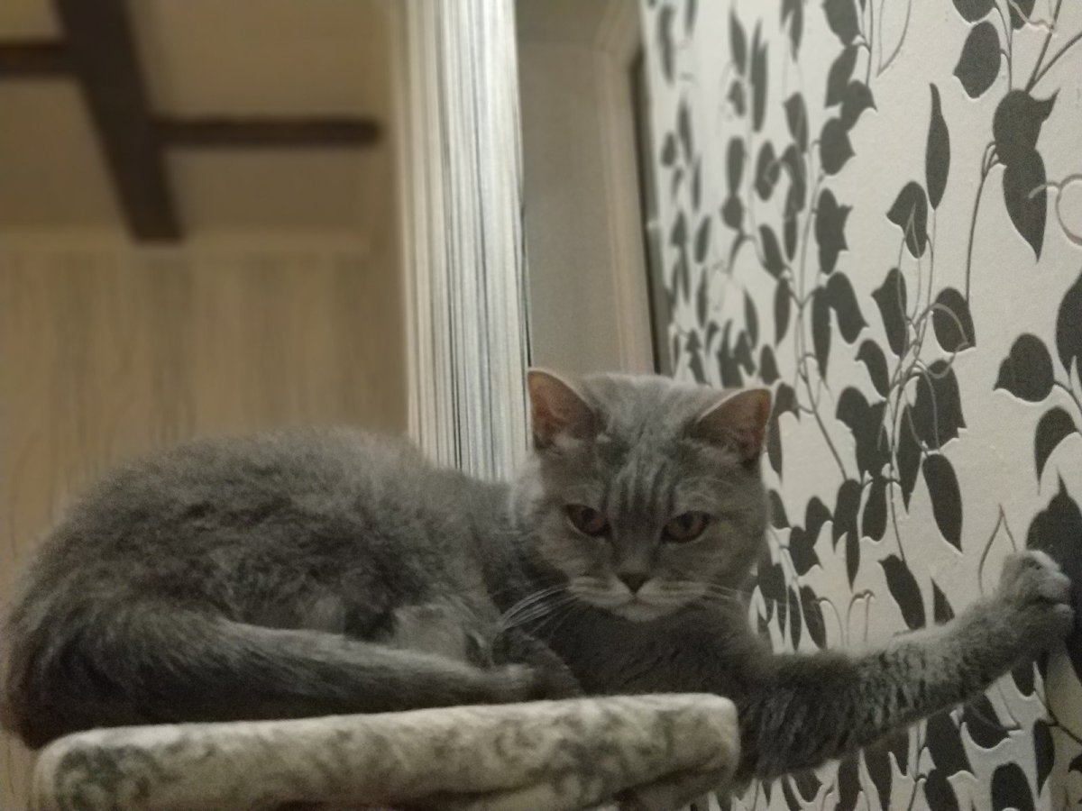 Отучение кошки царапать мебель