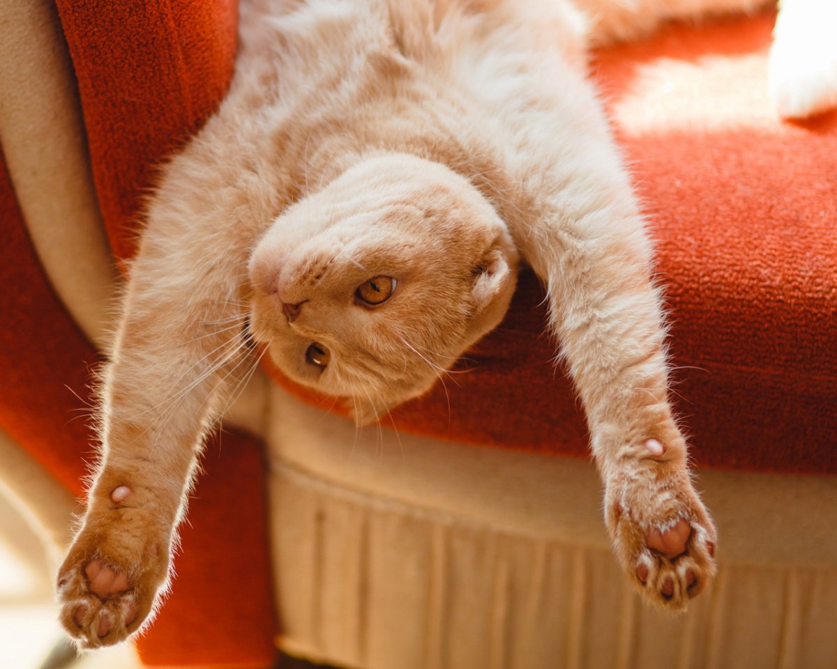 Кошка царапает диван