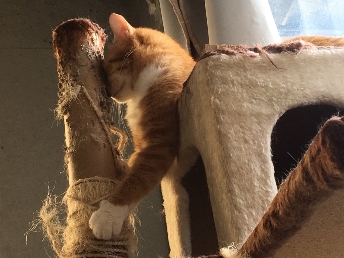 Кошка дерет мебель