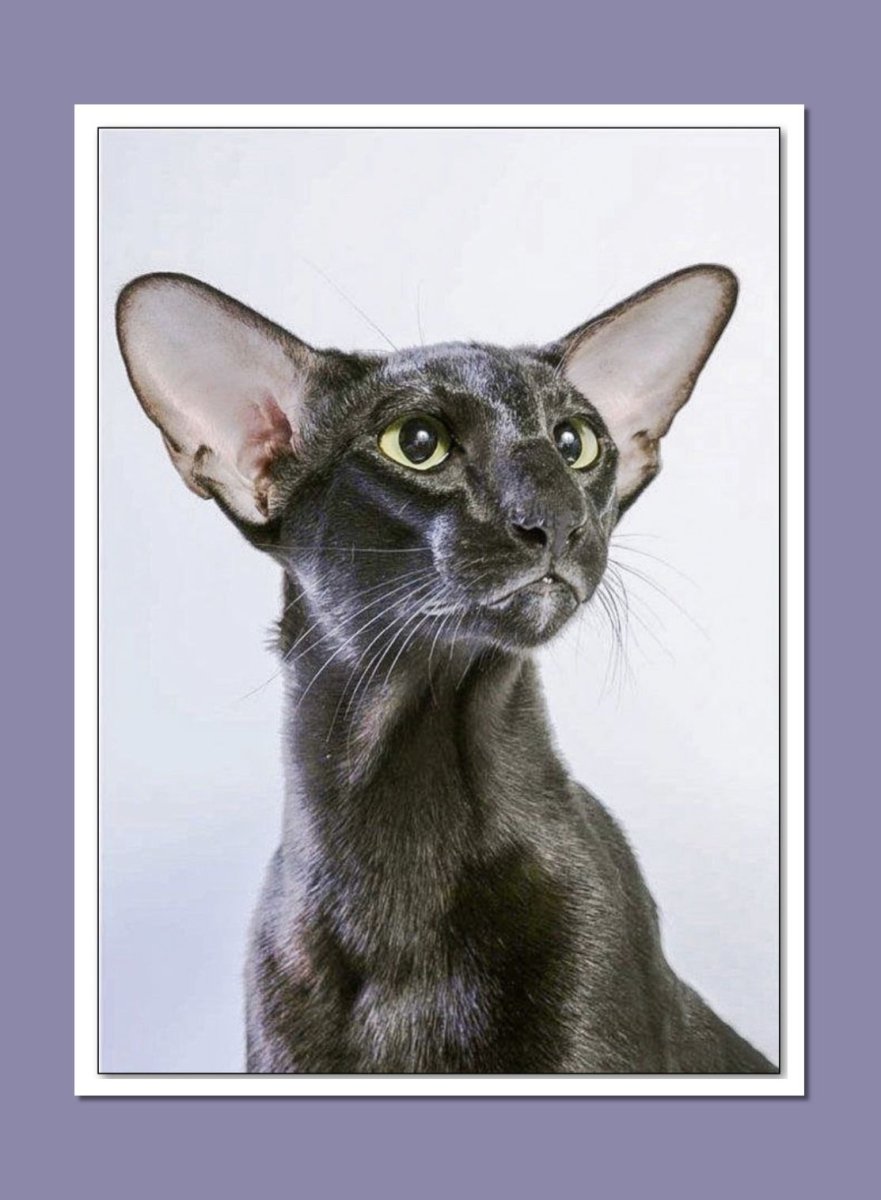 Коты с большими ушами