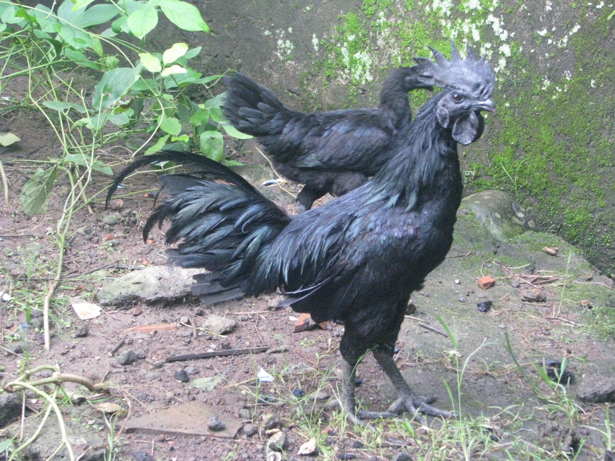 Айям Семани