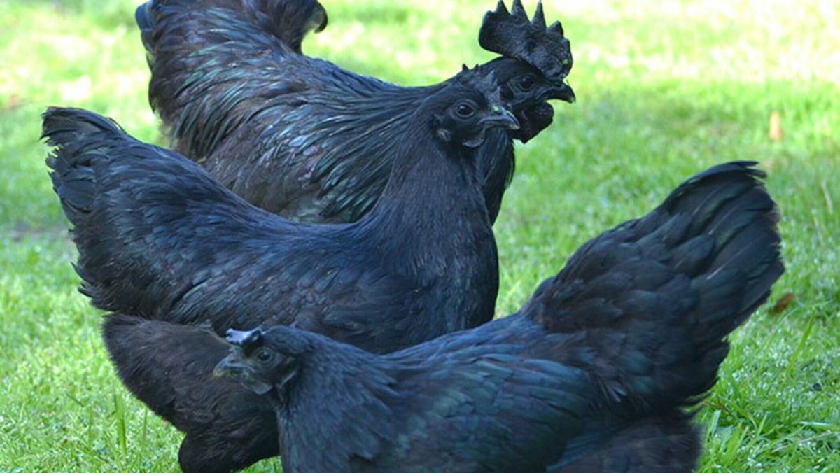 Порода куриц Ухейилюй