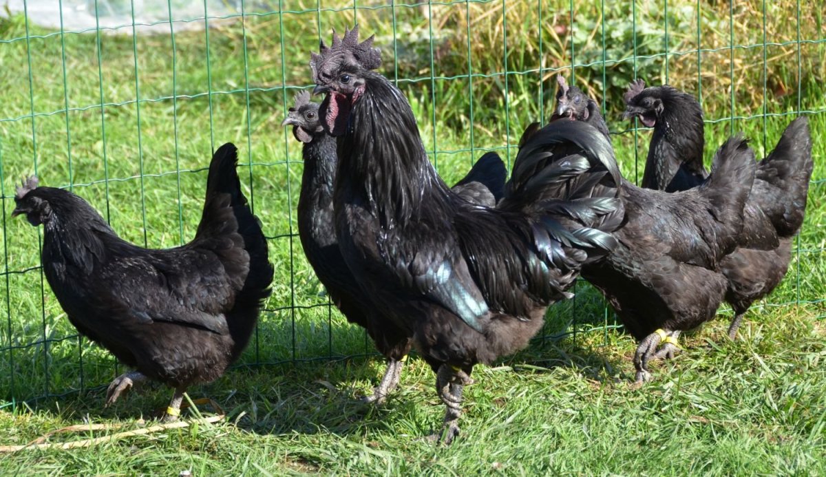 Порода кур хулли-мулли