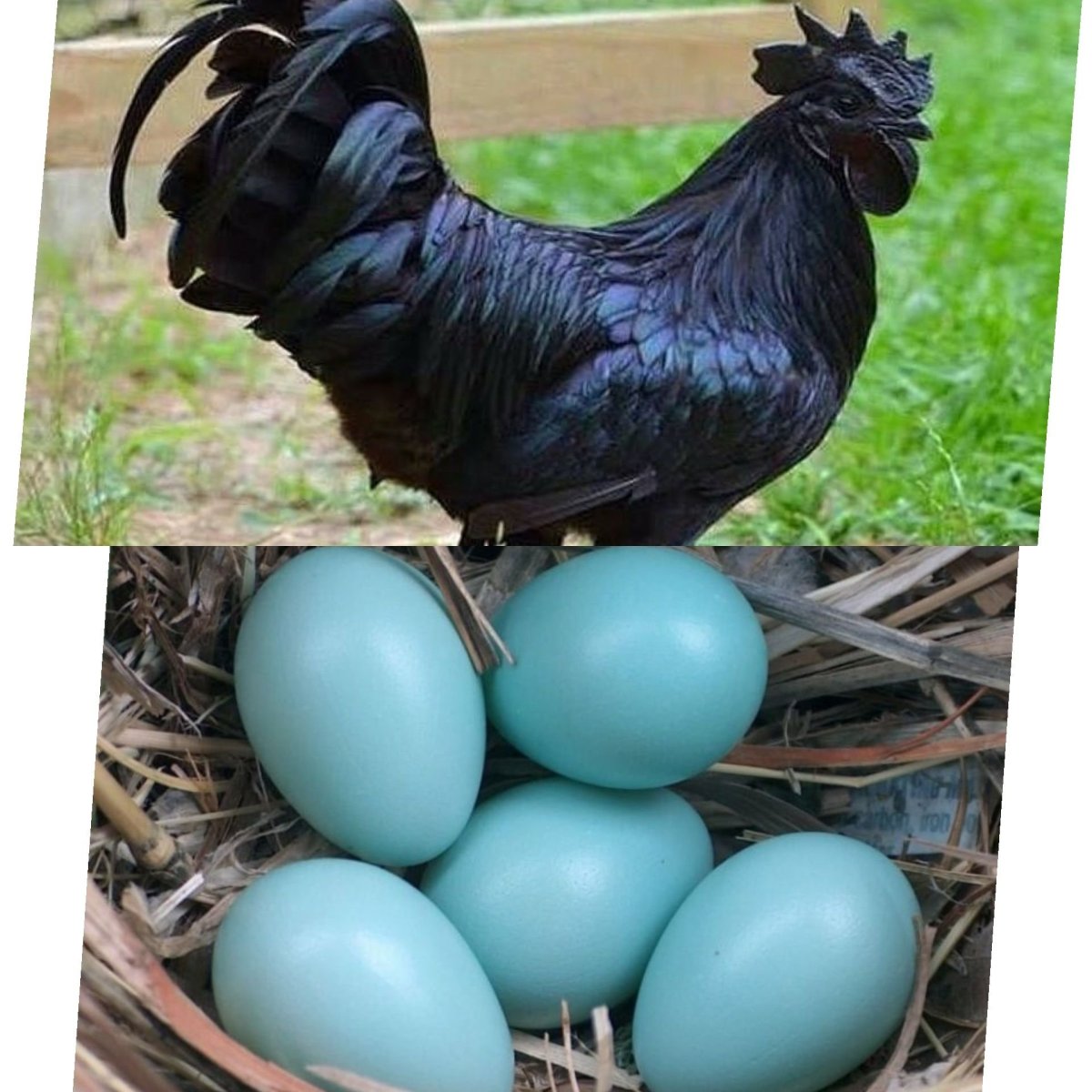 Аям Цемани яйца