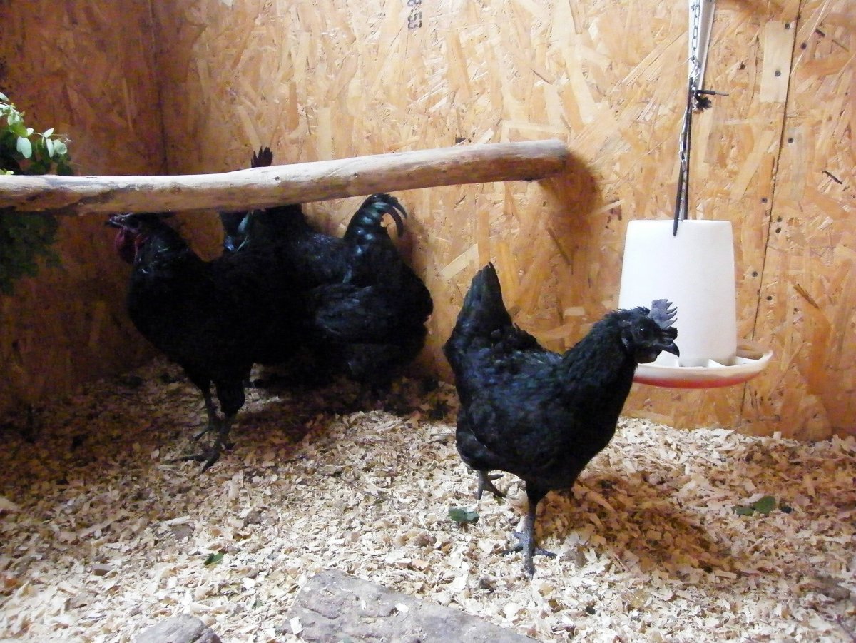 Цыплята породы Ухейилюй