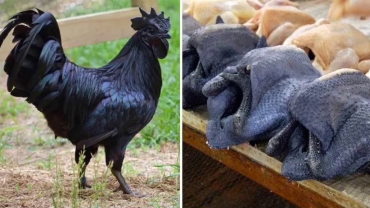 Аскохитоз Аям Цемани