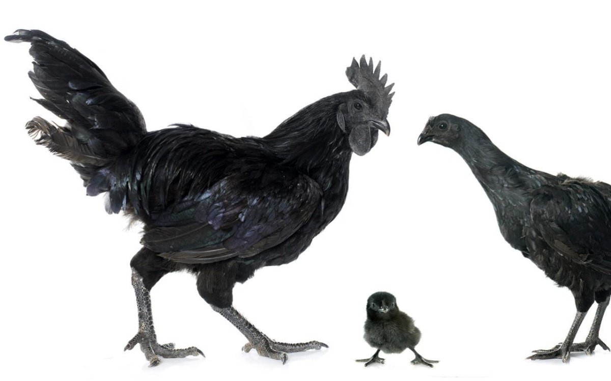 Черный петух в полете