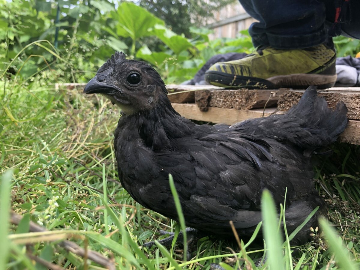 Куры несушки Ухейилюй