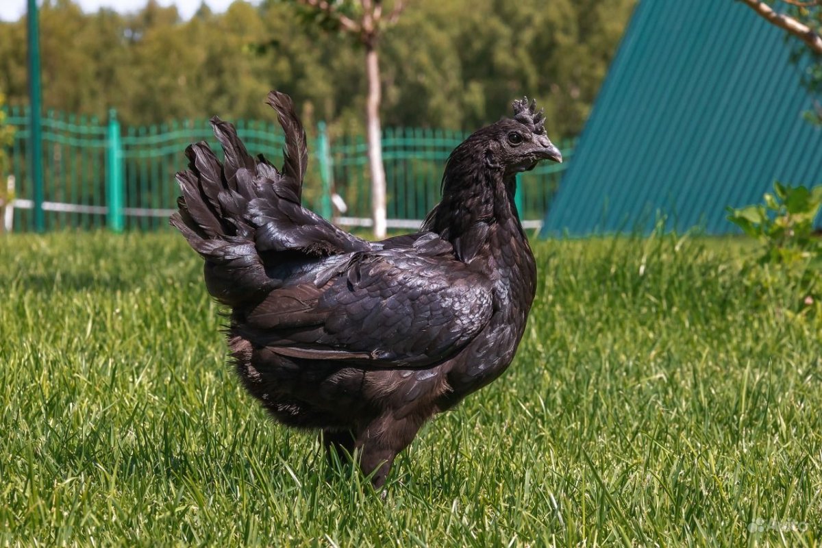 Ухейилюй красный гребешок