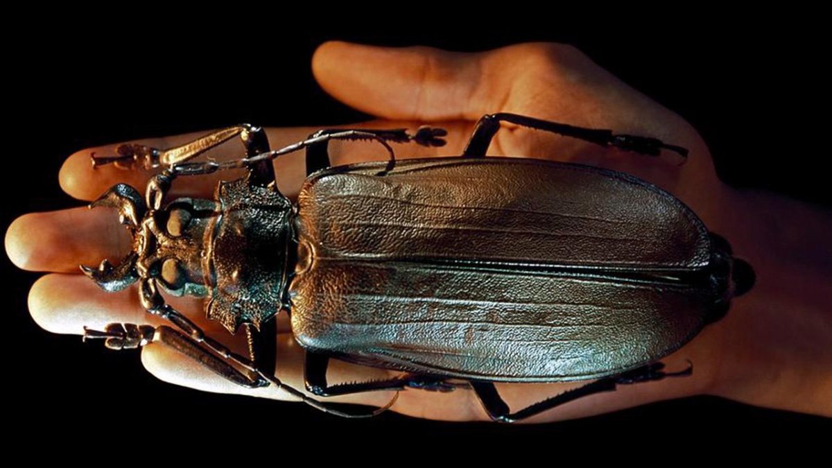 Жук-слон (Megasoma Elephas)